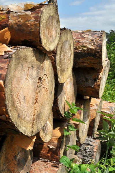 Pilha de madeira em uma floresta . — Fotografia de Stock
