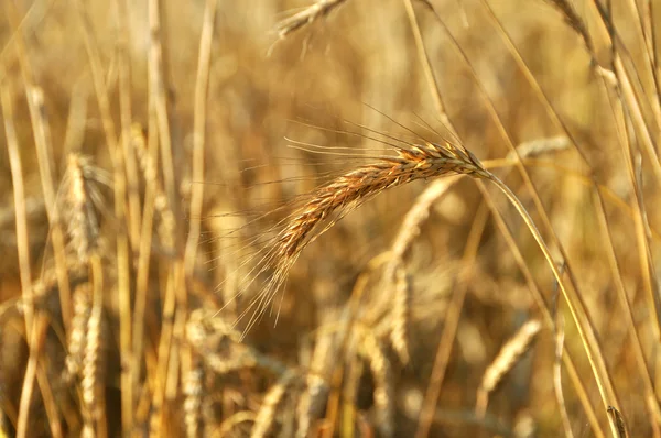 Campo de trigo — Fotografia de Stock