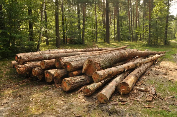 Pile of wood in forest — Stock Photo, Image