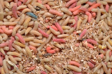 A lot of colorful worms closeup shot clipart