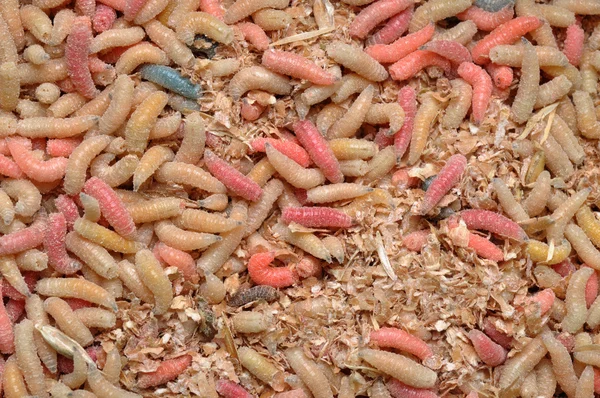 stock image A lot of colorful worms closeup shot