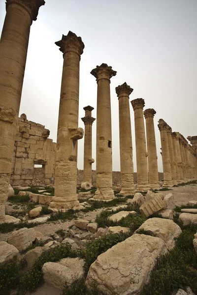Ruins of ancient Palmyra — Stock Photo, Image