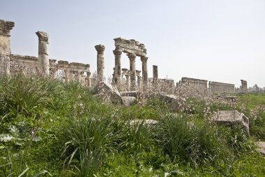 apamea (afamia), Suriye kalıntıları