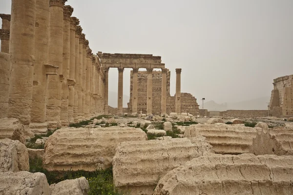 Colonnade, eski palmyra Suriye kalıntıları — Stok fotoğraf