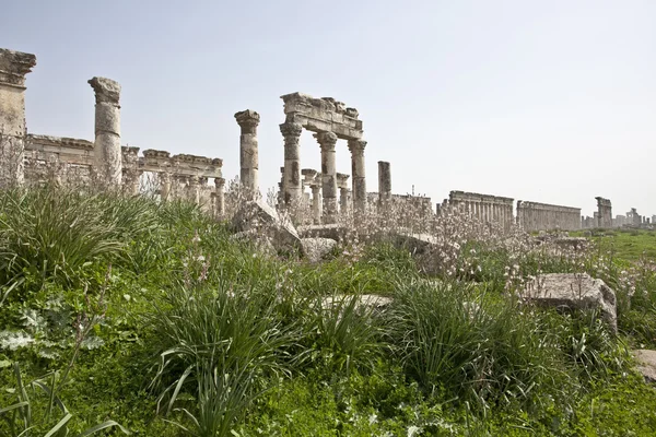 阿帕梅亚 （afamia），叙利亚的废墟 — 图库照片