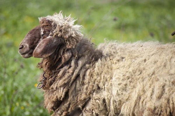 stock image Sheep