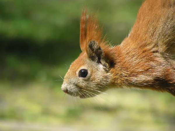 stock image Squirrel