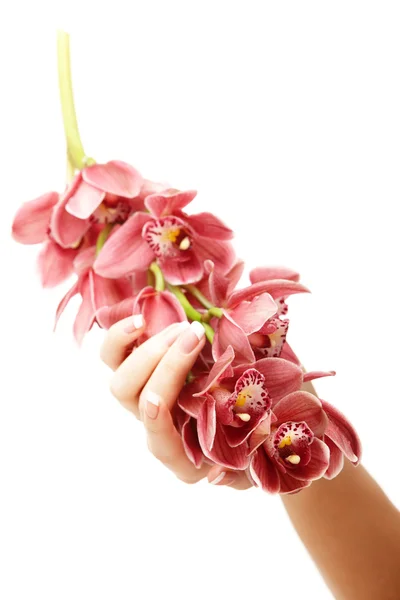 Ruce a orchidej — Stock fotografie