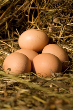 Eggs lies in nest clipart