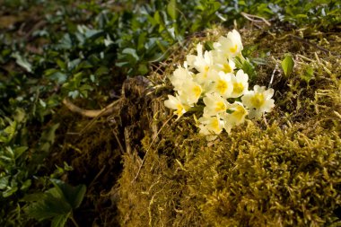 çuha çiçeği, Bahar çiçek. Primula vulgaris