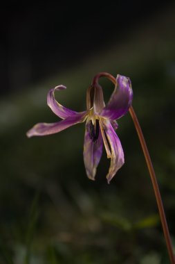 Köpekler diş Menekşe (Erythronium dens-canis) çiçek üzerinde odak bitki örtüsü arka plan dışında