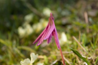 Dogs tooth violet (Erythronium dens-canis) flower on out of focus vegetation background clipart