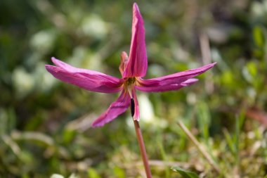 Köpeğin diş Menekşe (Erythronium dens-canis) akış