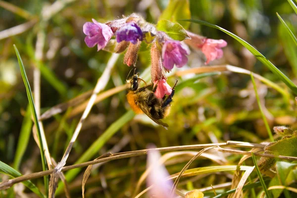 A closeup shot of a bumblebee — Stock Photo, Image