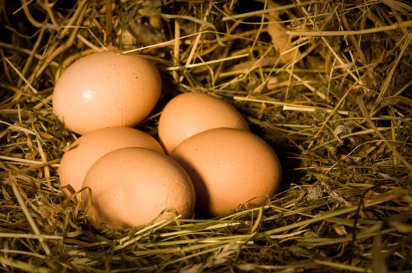 Ovos está no ninho — Fotografia de Stock