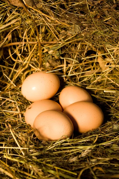 Uova giace nel nido — Foto Stock