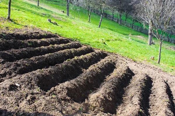 stock image Prepared rows for potato planting