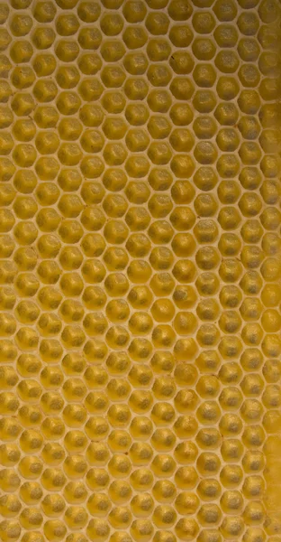 Honung kam bakgrund — Stockfoto