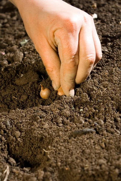 stock image Onion planting