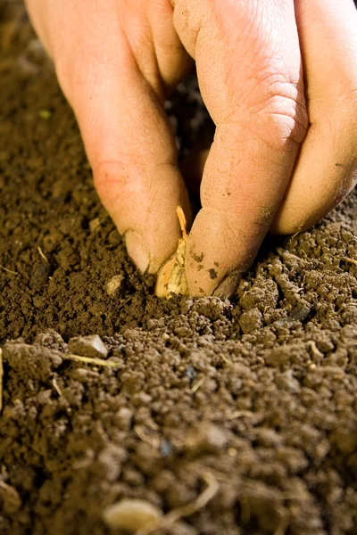 stock image Onion planting