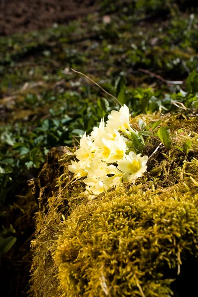 Primrose, vårblomma. Primula vulgaris — Stockfoto