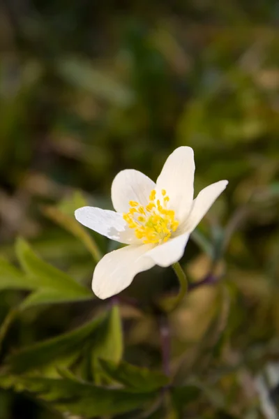 Premières fleurs sauvages printanières - Anemone nemorosa — Photo