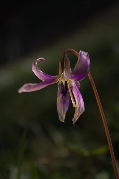 stock image Dogs tooth violet (Erythronium dens-canis) flower on out of focus vegetation background