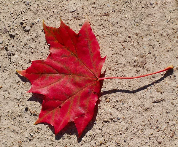 stock image Maple leaf