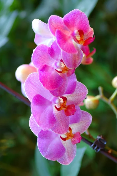 stock image Orchid flower