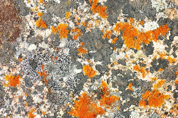 Lichen σε μια πέτρα — Φωτογραφία Αρχείου