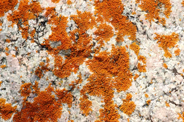 Lichen sobre una piedra — Foto de Stock
