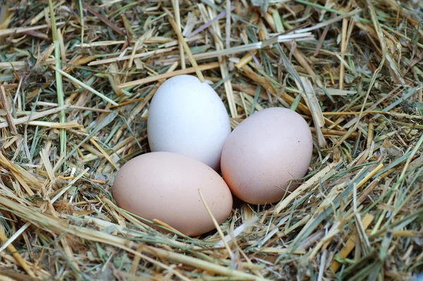 stock image Nest Eggs