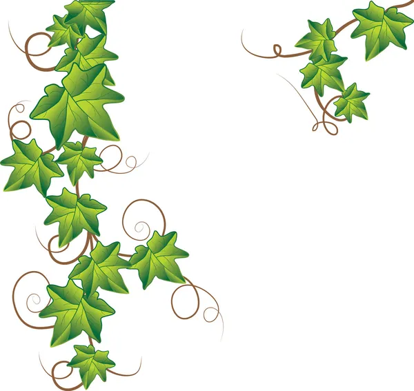 Green ivy. Vector Illustration — Stock Vector