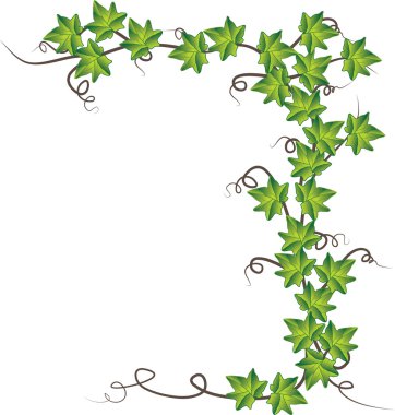 Green ivy . Vector illustration clipart