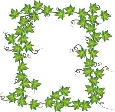 Green ivy . Vector illustration clipart