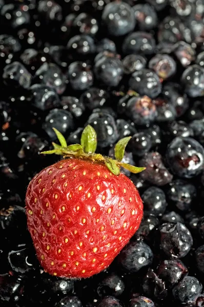 stock image Berries