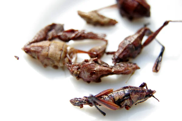 Friterade gräshoppor — Stockfoto
