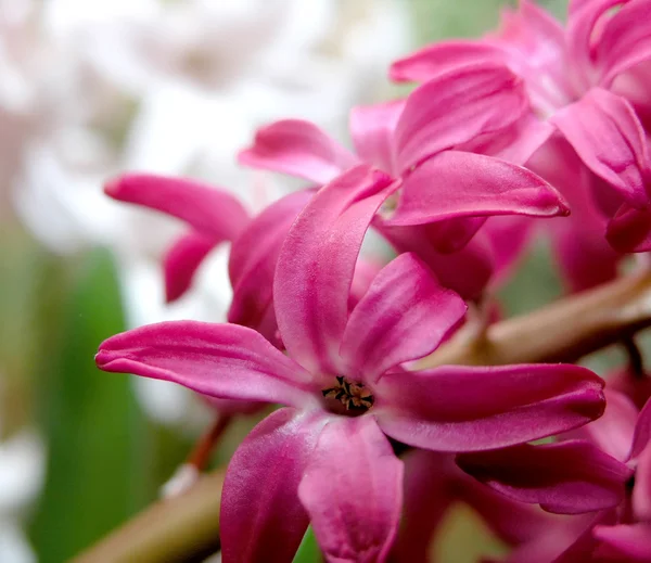 Röd hyacint — Stockfoto