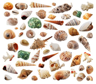 Sea-shells clipart