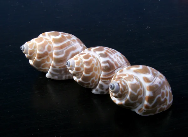 Drie zee-shells — Stockfoto