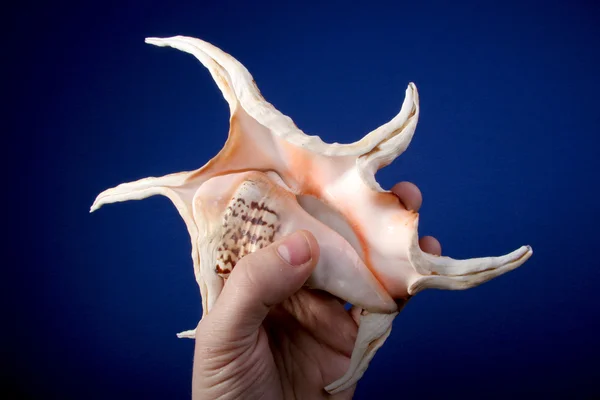 Havet-shell i hand — Stockfoto