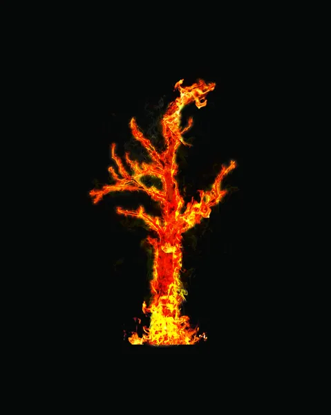 Oheň strom — Stock fotografie