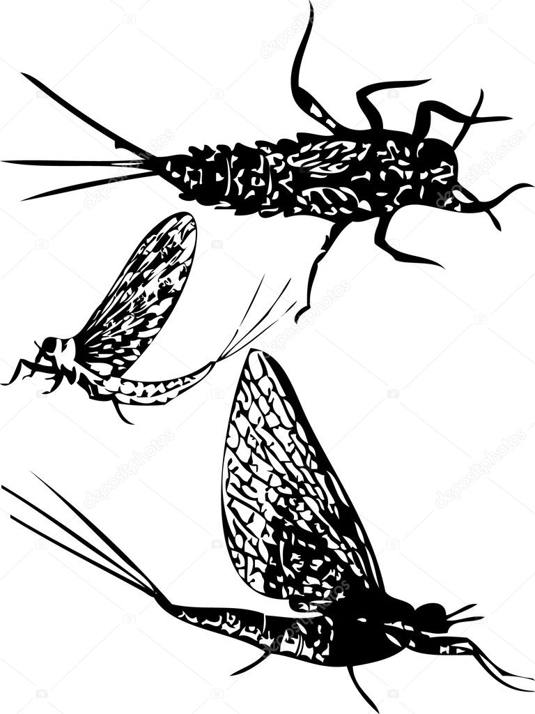 Silhouettes of mayfly insect