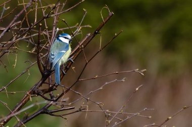 Cyanistes caeruleus clipart