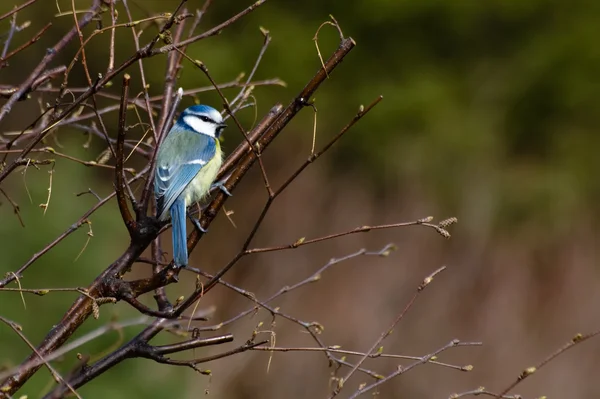 stock image Cyanistes caeruleus