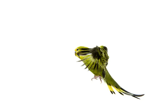 Kanarek ptak — Zdjęcie stockowe