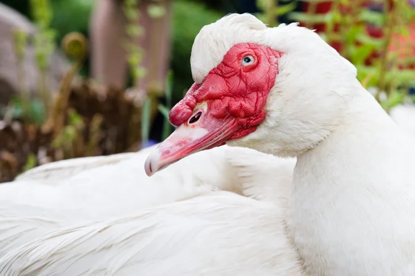 stock image Moscovy Duck