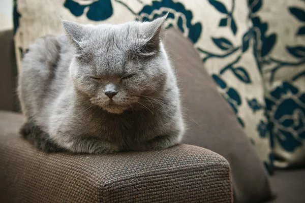잠자는 고양이 — 스톡 사진