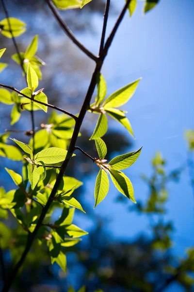 Листья вяза — стоковое фото