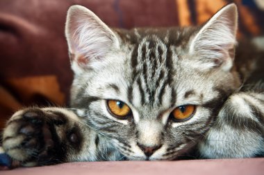 İngiliz Tabby yavru kedi
